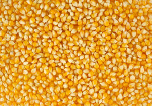  Maize/Corn